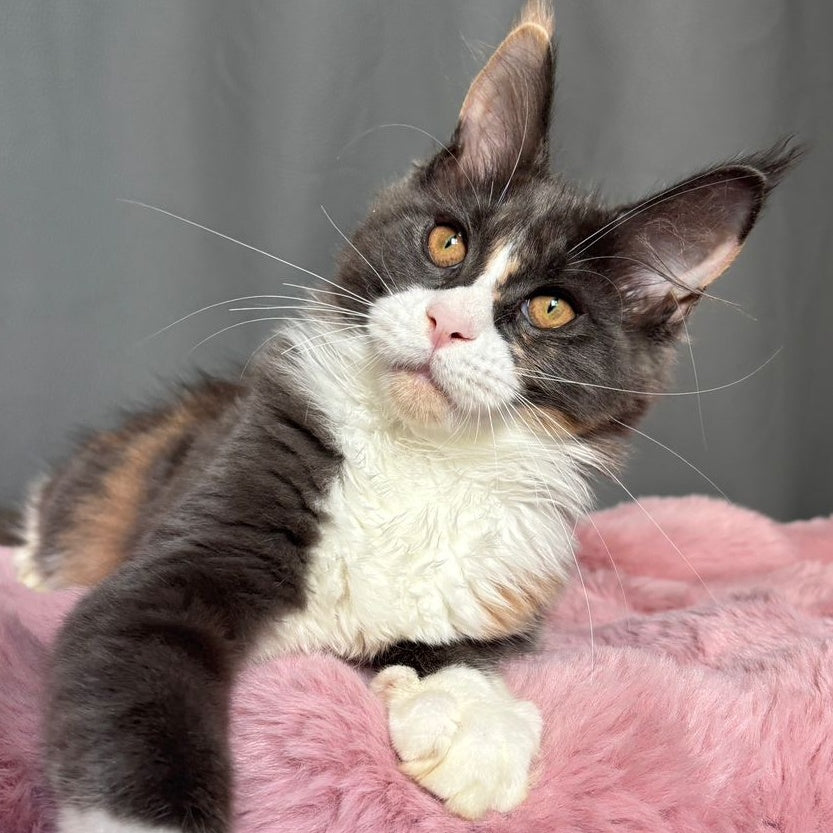Chloe Maine Coon female, blue tortie bicolour