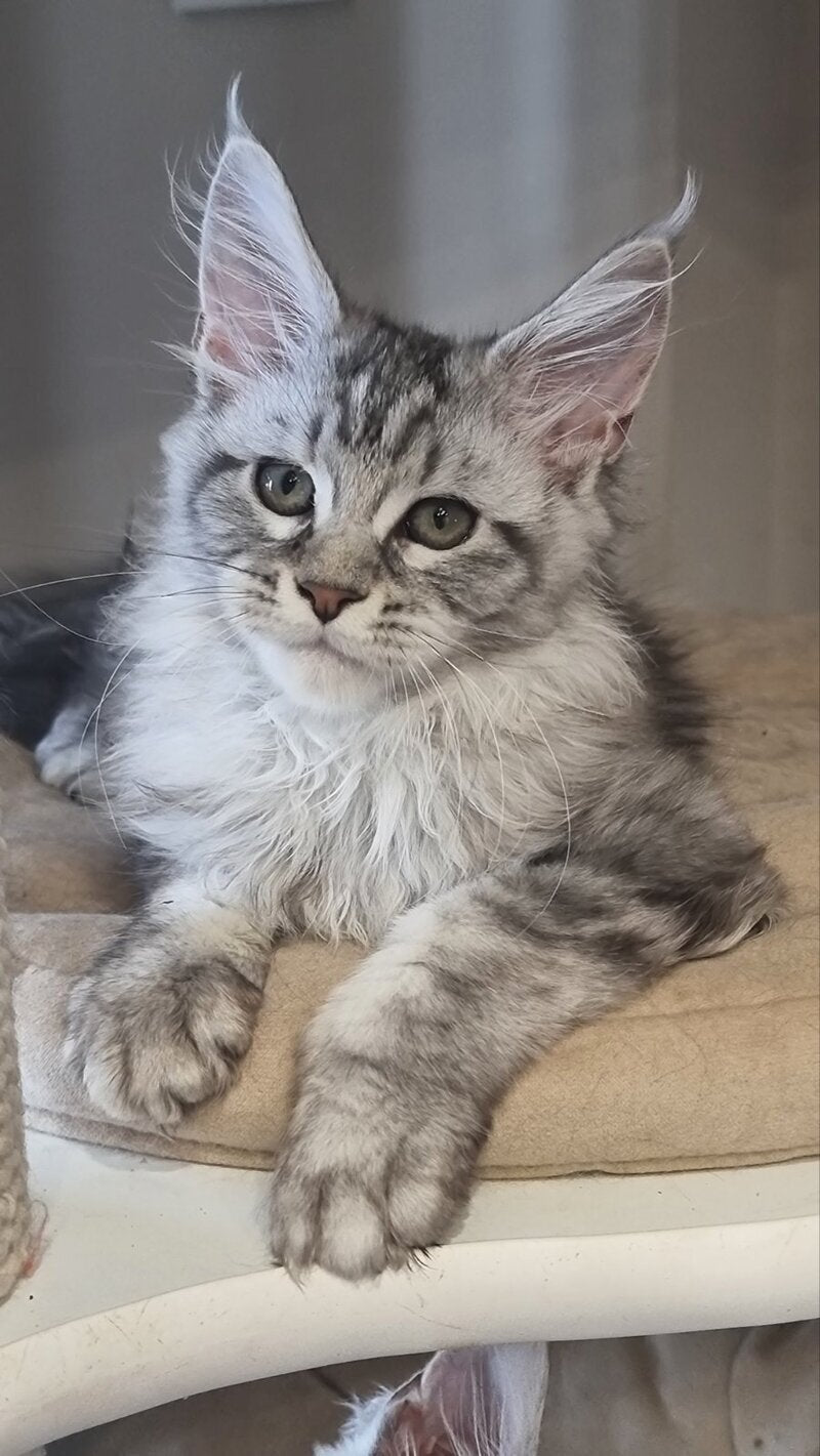 Dafna Maine Coon female black silver tabby - live animals