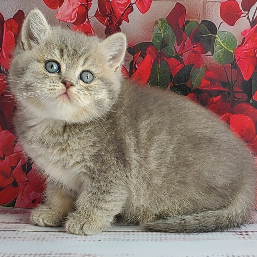 Hugo British Shorthair male, blue golden ticked tabby