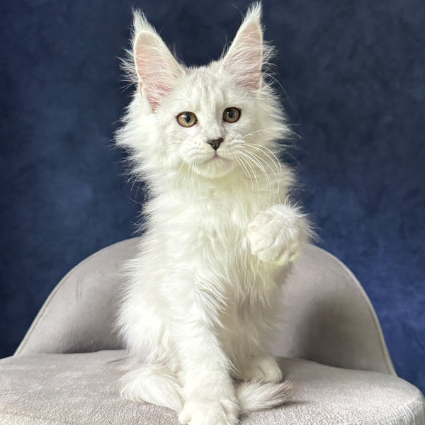 Krista Maine Coon female, black tortie silver spotted tabby