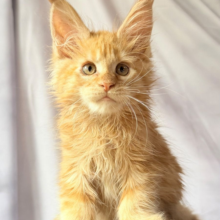 Nexus Maine Coon polydactyl 7x6x6x6 male, red