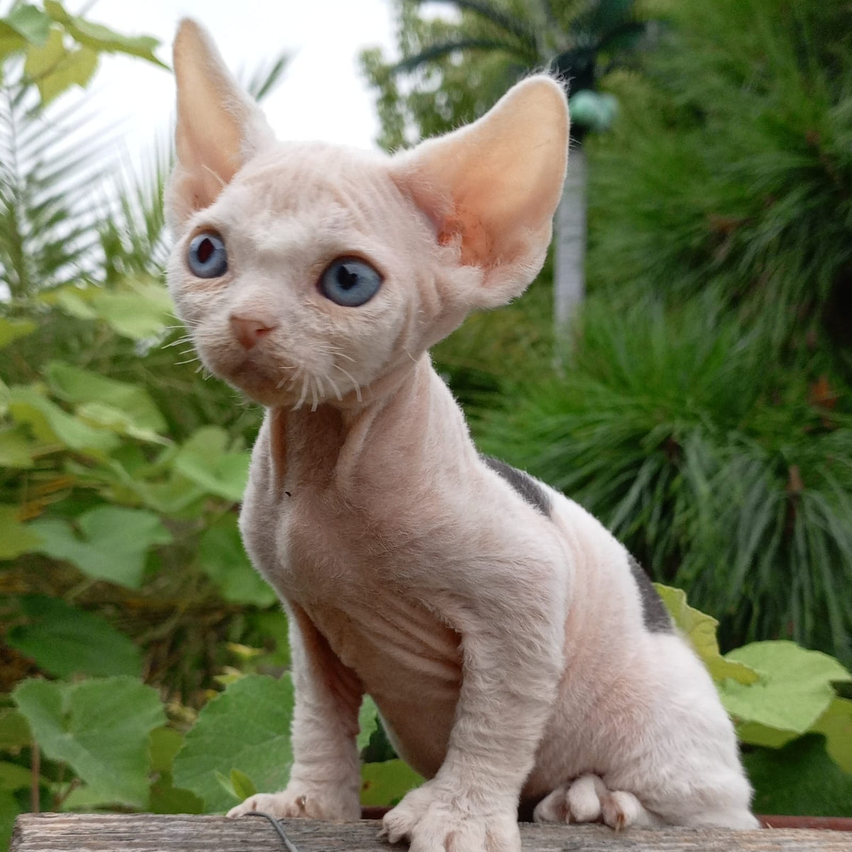 Piero Devon Rex male, black harlequin