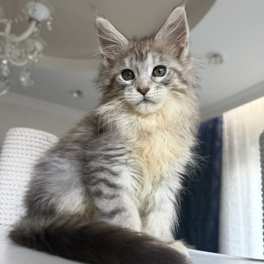 Evita Maine Coon female, black silver tabby