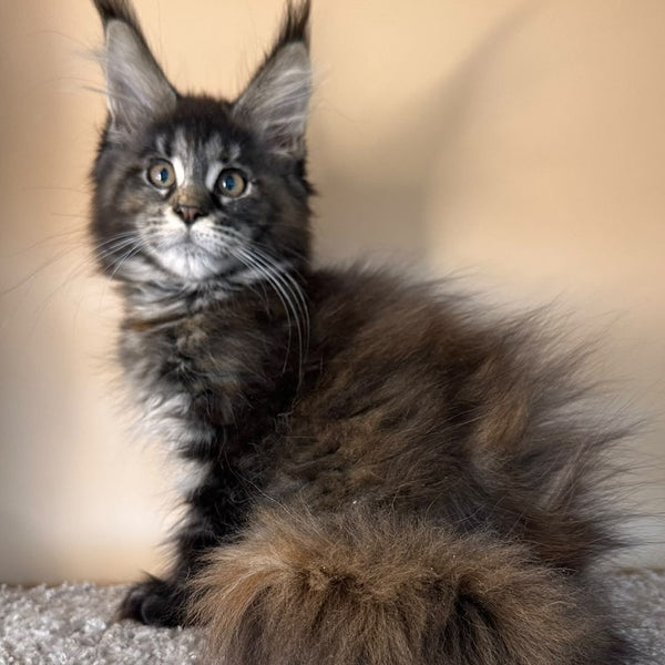 Sally Maine Coon female, black tortie tabby