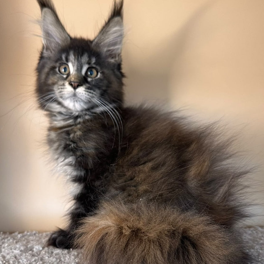 Sally Maine Coon female, black tortie tabby