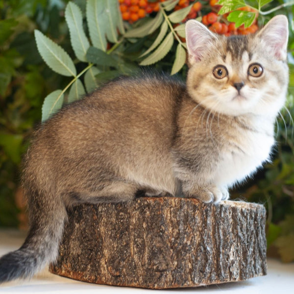 Lolita Munchkin female, black ticked tabby