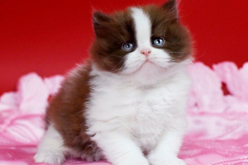 Zabava British Longhair female chocolate bicolour - live animals