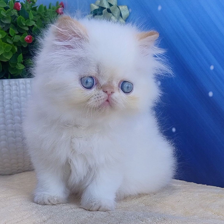 Eddie Persian male, red pointed