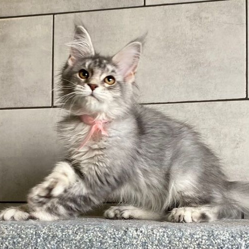 Tartu Maine Coon polydactyl 6x6x6x6 female, black silver tabby