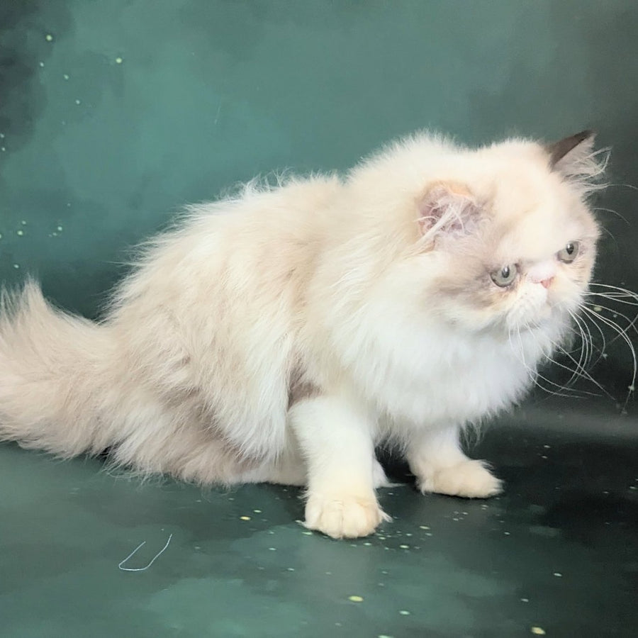 Nelli Persian female, blue tortie pointed bicolour