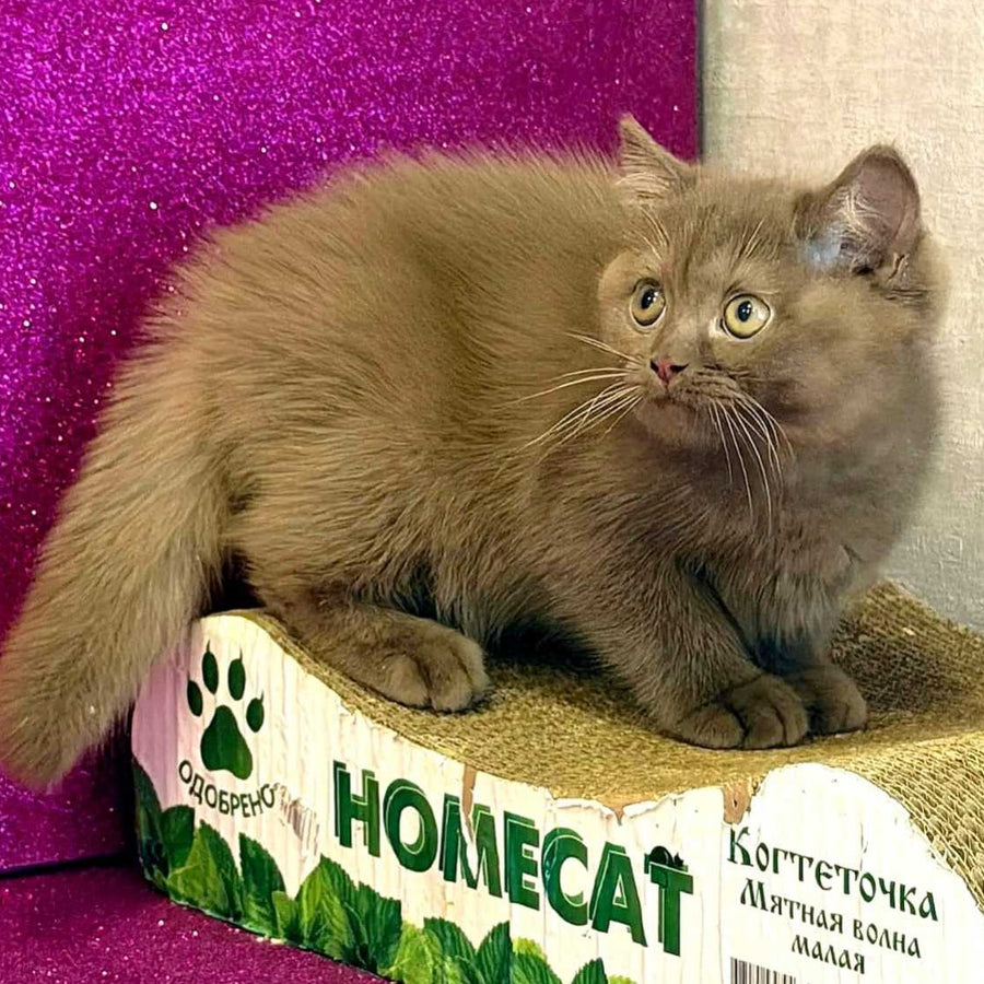 Elly British Shorthair female, cinnamon