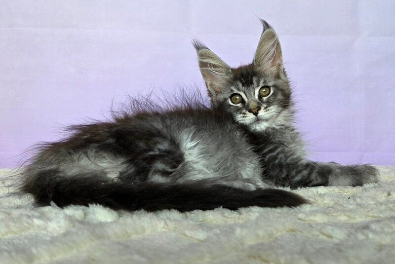 Pomona Maine Coon female, black silver ticked tabby