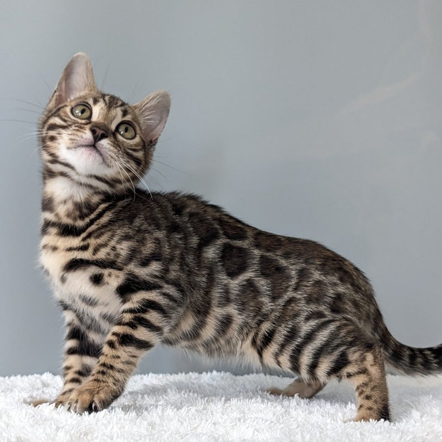 Diana Bengal female, black spotted tabby