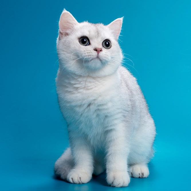 Fred British Shorthair male, chocolate silver shaded