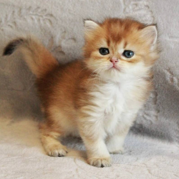 Lili British Longhair female, black golden shaded