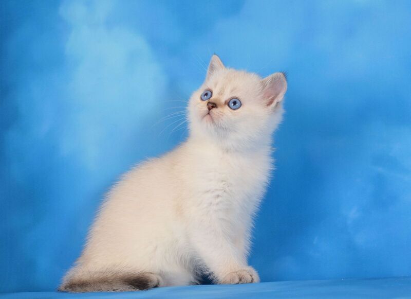 Natan Scottish Straight male, chocolate golden ticked tabby pointed