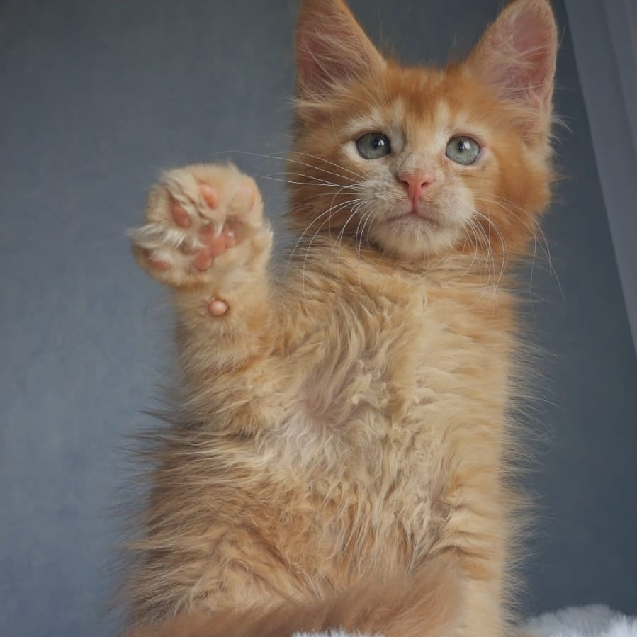 Princ Maine Coon male, red