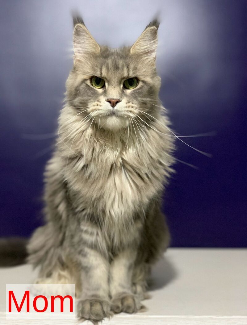 Lorelei Maine Coon female black tabby live animals