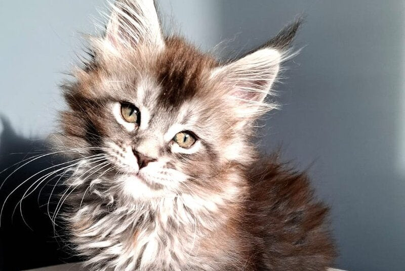 Flora Maine Coon female black silver ticked tabby - live animals
