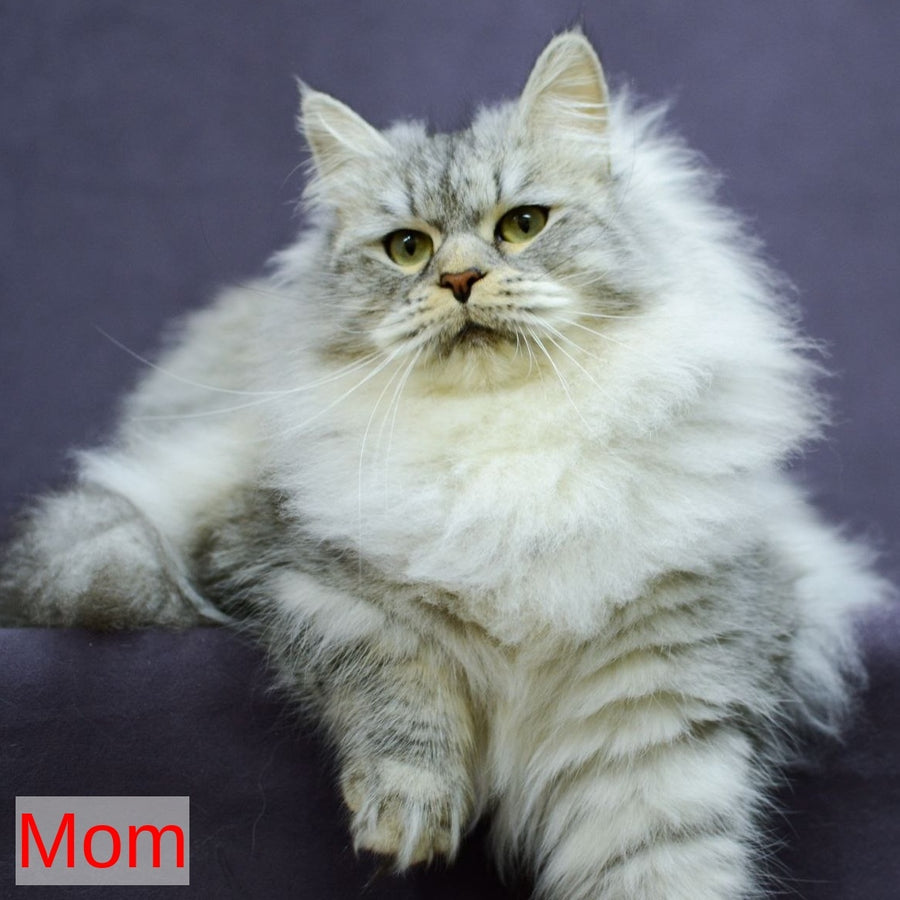 Jive Siberian male, black spotted tabby