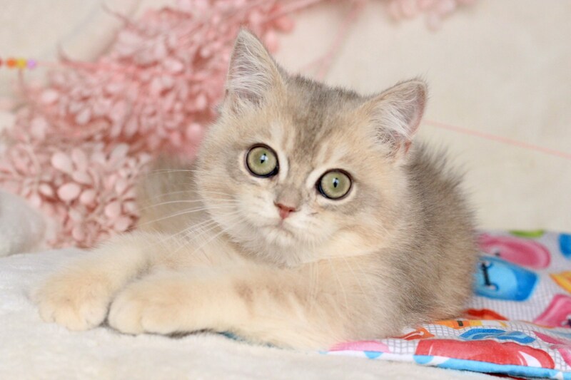 Max British Shorthair male, blue golden shaded