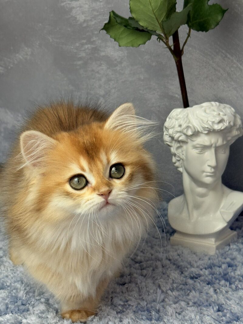 Dusha Scottish Straight female black golden shaded - live animals