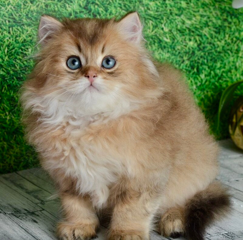 Sultan British Longhair male black golden shaded - live animals