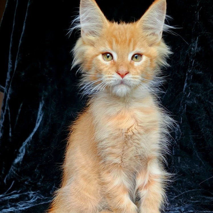 Mango Maine Coon male, red