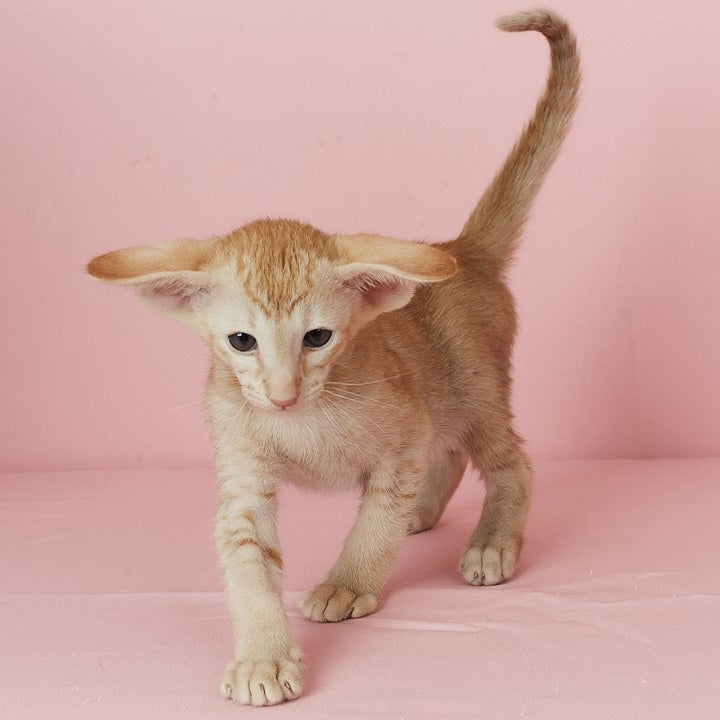 Ulan Bator Oriental Shorthair male, red