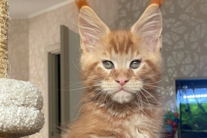 Nord Maine Coon male, red