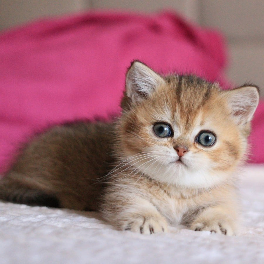 Zucchini Munchkin female, black golden ticked tabby