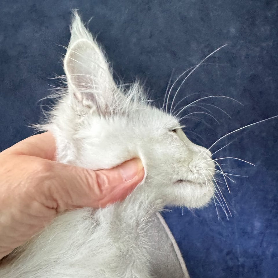 Elea Maine Coon female, black silver shaded
