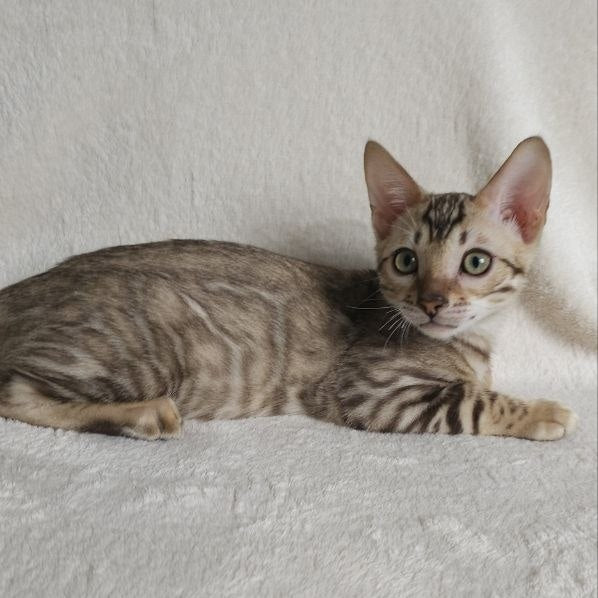Max Bengal male, seal tabby