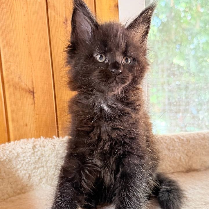 Olenna Maine Coon female, black with white