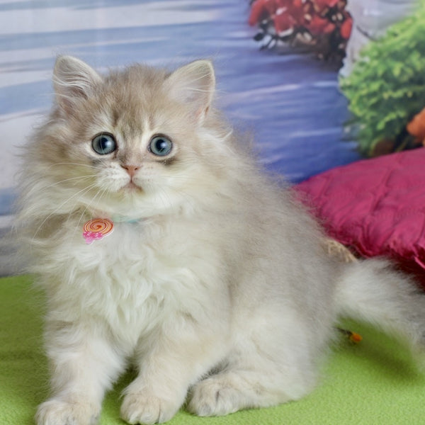 Viva Scottish Straight female, blue silver shaded