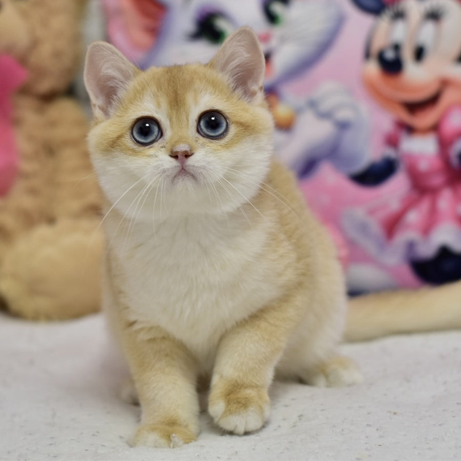 Ferrero British Shorthair male, black golden shaded