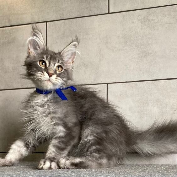 Ussuriysk Maine Coon male, blue silver tabby