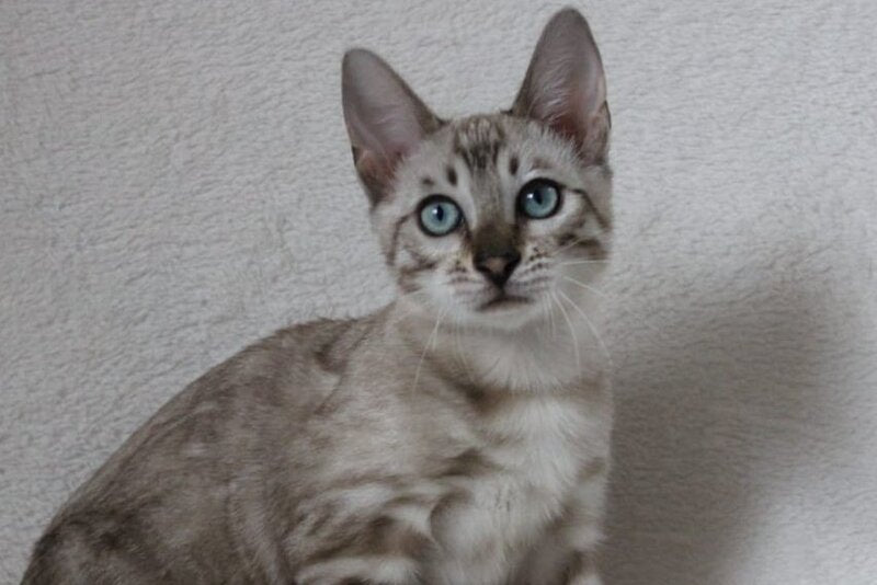 Vakula Bengal female, black spotted tabby pointed