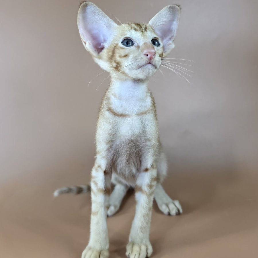 Jafar Oriental Shorthair male, red