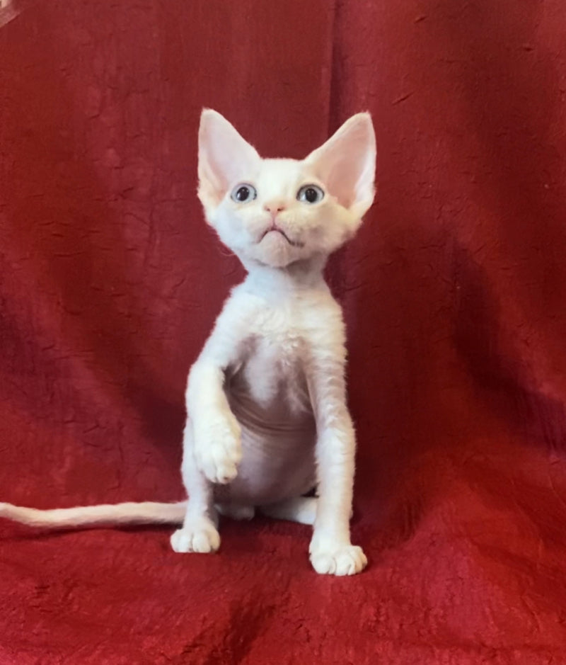 Zeus Devon Rex male, white