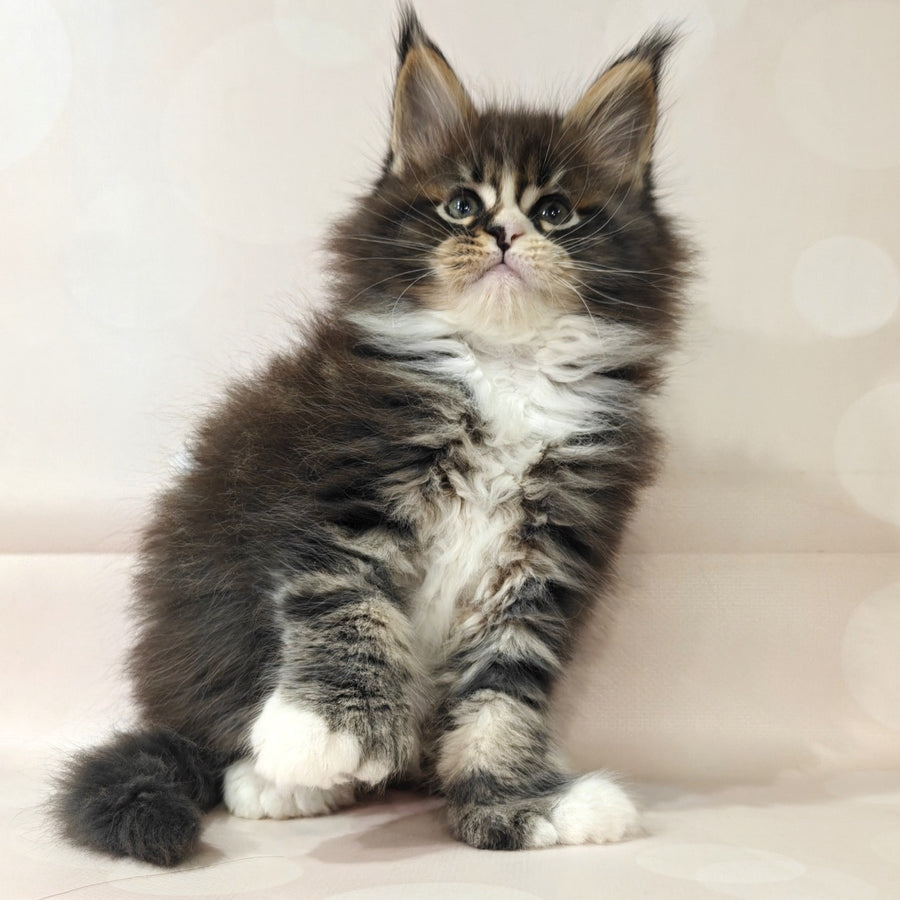 Cosmos Maine Coon polydactyl 6x6x6x6 male, black tabby with white