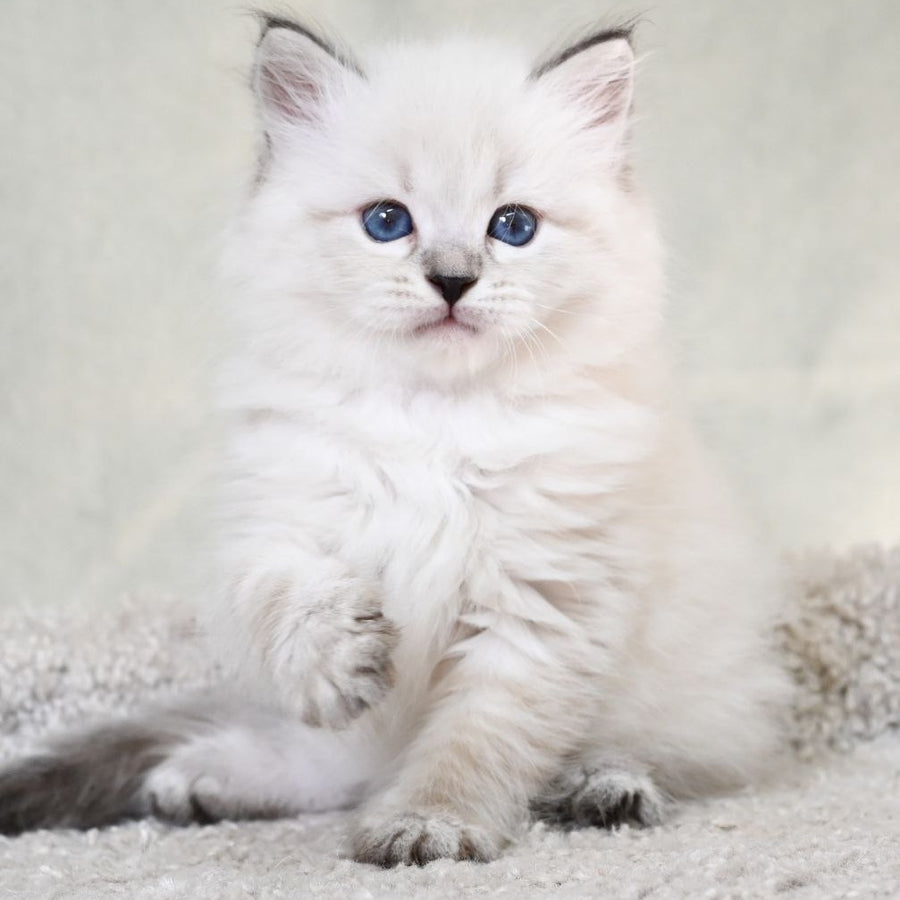 Kim Siberian male, black tabby pointed