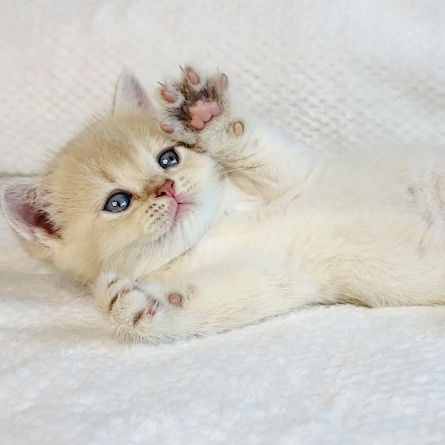 Galaxy Star British Shorthair male, lilac golden shaded