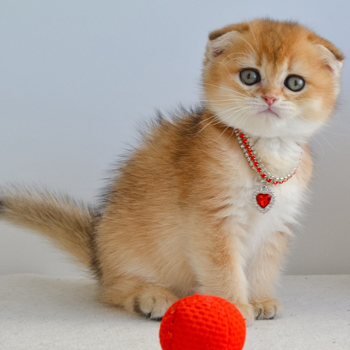 Jade Scottish Fold female, black golden shaded