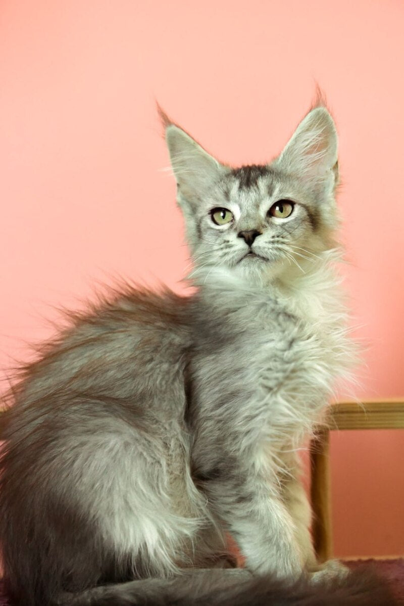 Zabrina Maine Coon female, black silver ticked tabby