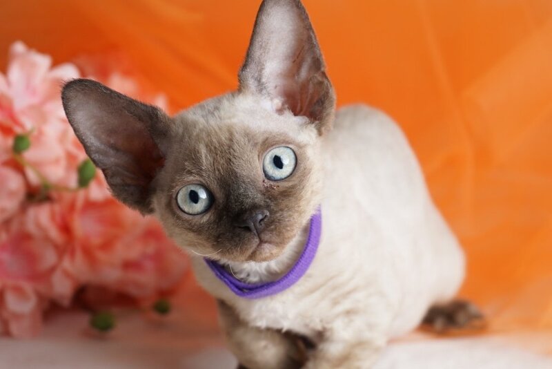 Nona Devon Rex female chocolate pointed - live animals