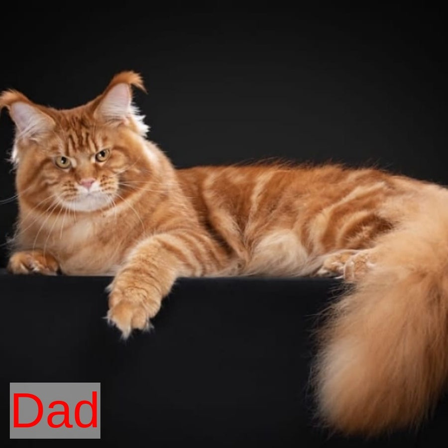 Geralt Maine Coon male, black