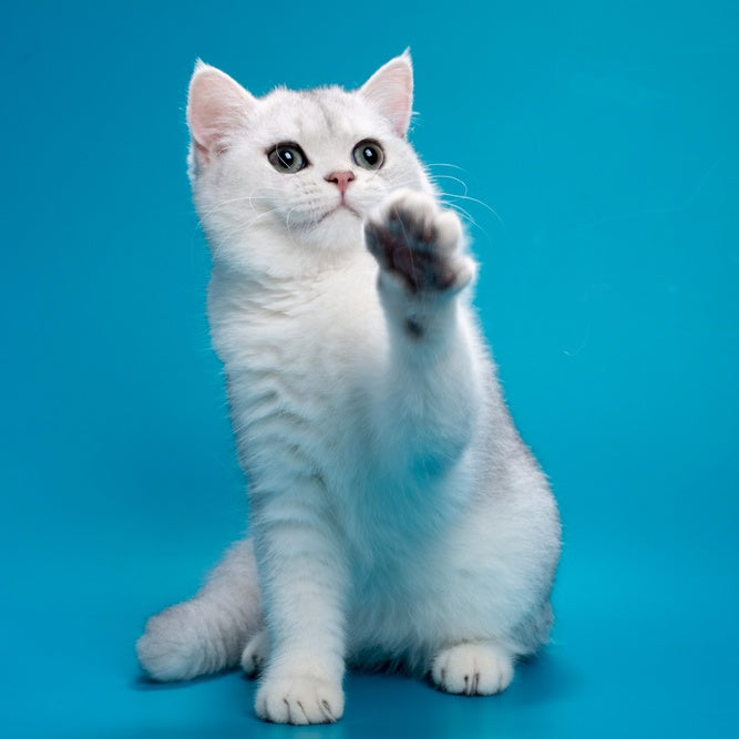 Fred British Shorthair male, chocolate silver shaded