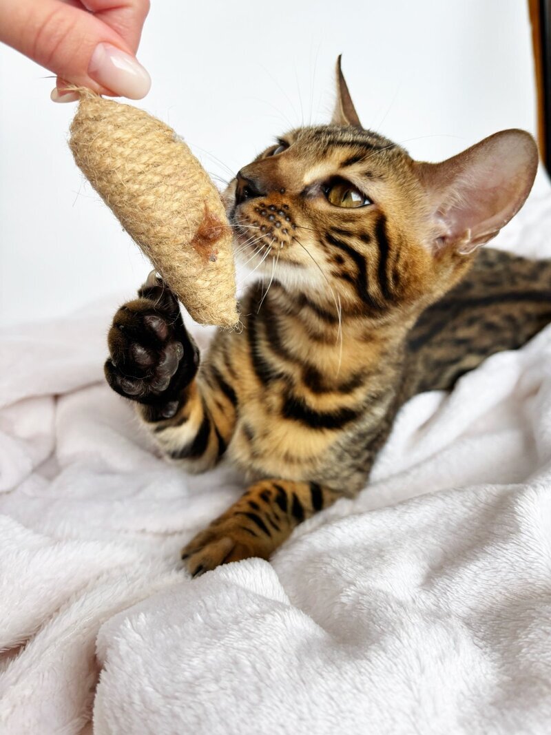 Lily Bengal female black spotted tabby - live animals