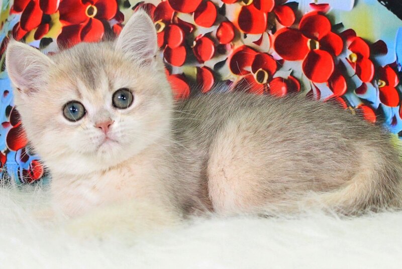 Princess British Shorthair female blue golden shaded - live animals